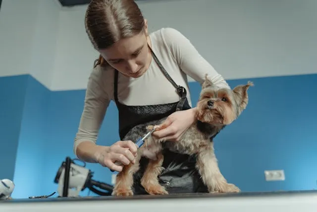 A groomer carefully trims a Yorkshire terrier on the grooming table